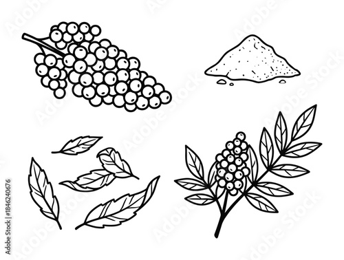 Black and White Sketch of Rowan Berries, Leaves, and Powder