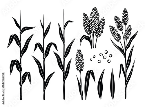 Black and White Sorghum and Corn Plant Silhouettes Illustration, Farming Theme Isolated on White Background