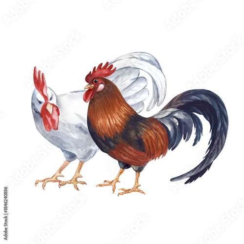 watercolor roosters, brown and white, farm animals clip art preview