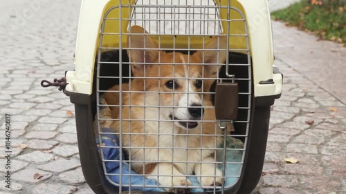 Cute big-eared corgi puppy looks out of a plastic carrier through a lattice door during transportation