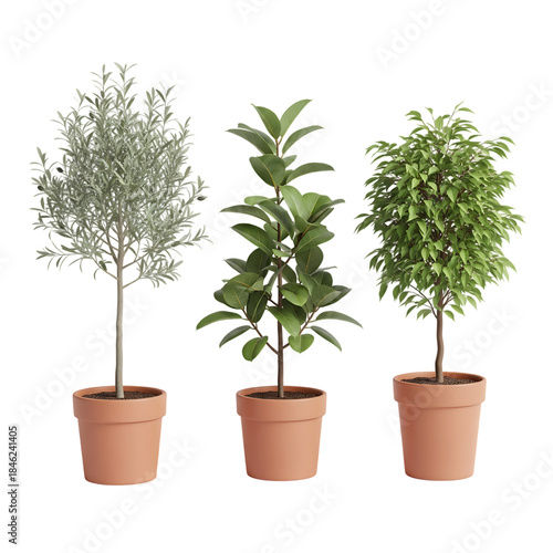 A row of three different potted ornamental plants in terracotta pots on a black background