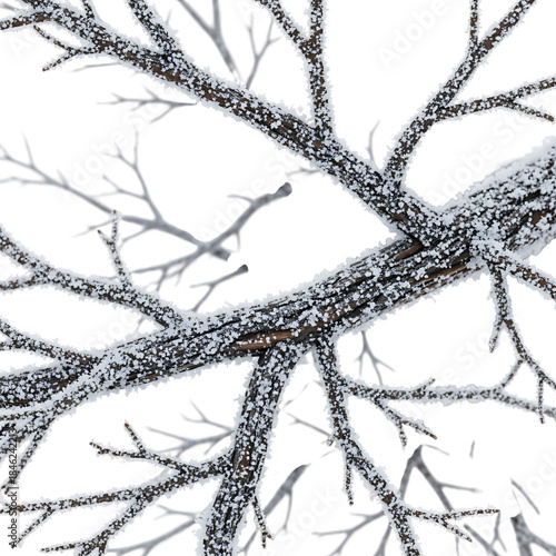 A close-up view of intricate tree branches covered in a delicate layer of white frost against a dark background