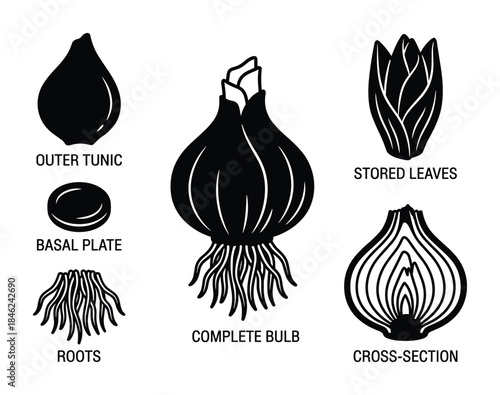 Bulb Anatomy Diagram: Outer Tunic, Basal Plate, Roots, Stored Leaves, Complete Bulb, and Cross-Section