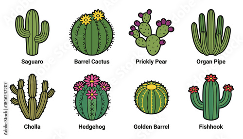 Diverse Cactus Collection Illustration Saguaro Barrel Prickly Pear Organ Pipe Cholla Hedgehog Golden Barrel Fishhook
