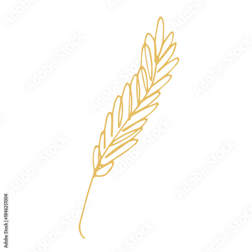 Hand drawn cereal wheat oat rye barley rice ears spikelet clipart Organic wheat bread agriculture farming harvest healthy food Single element for print packaging label design decor