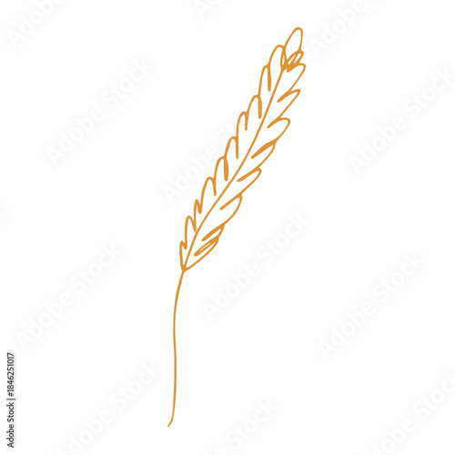 Hand drawn cereal wheat oat rye barley rice ears spikelet clipart Organic wheat bread agriculture farming harvest healthy food Single element for print packaging label design decor