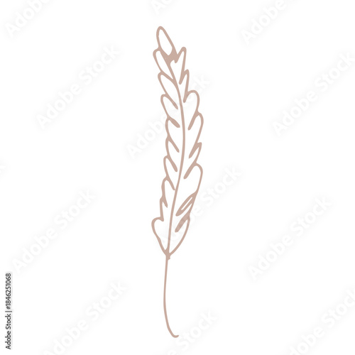 Hand drawn cereal wheat oat rye barley rice ears spikelet clipart Organic wheat bread agriculture farming harvest healthy food Single element for print packaging label design decor