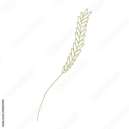 Hand drawn cereal wheat oat rye barley rice ears spikelet clipart Organic wheat bread agriculture farming harvest healthy food Single element for print packaging label design decor