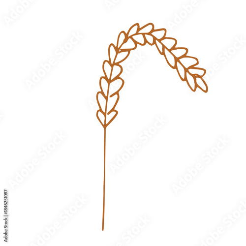 Hand drawn cereal wheat oat rye barley rice ears spikelet clipart Organic wheat bread agriculture farming harvest healthy food Single element for print packaging label design decor