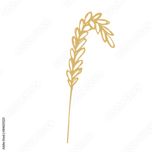 Hand drawn cereal wheat oat rye barley rice ears spikelet clipart Organic wheat bread agriculture farming harvest healthy food Single element for print packaging label design decor