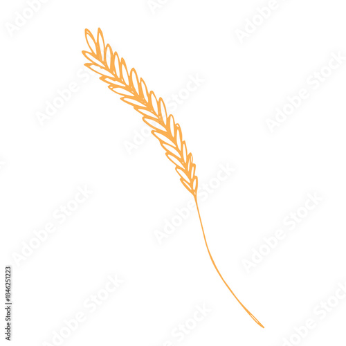 Hand drawn cereal wheat oat rye barley rice ears spikelet clipart Organic wheat bread agriculture farming harvest healthy food Single element for print packaging label design decor