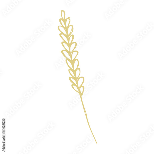 Hand drawn cereal wheat oat rye barley rice ears spikelet clipart Organic wheat bread agriculture farming harvest healthy food Single element for print packaging label design decor
