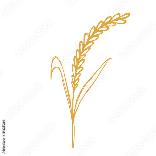 Hand drawn cereal wheat oat rye barley rice ears spikelet clipart Organic wheat bread agriculture farming harvest healthy food Single element for print packaging label design decor