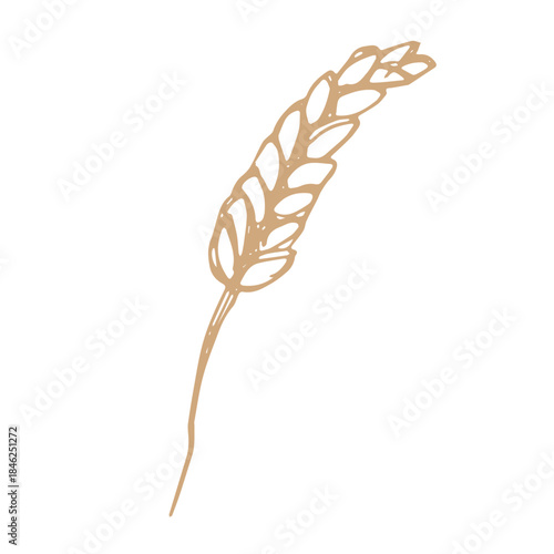 Hand drawn cereal wheat oat rye barley rice ears spikelet clipart Organic wheat bread agriculture farming harvest healthy food Single element for print packaging label design decor