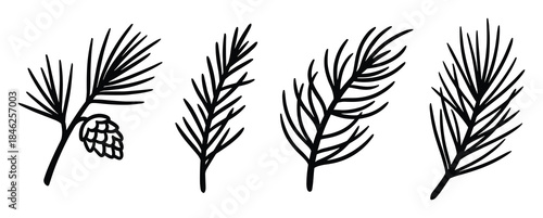 Four Black and White Pine Branches with Needles and a Cone Illustration