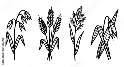 Four Black and White Grain Stalk Illustrations, Oat, Wheat, Rye