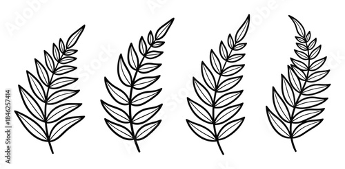 Four Fern Fronds Line Art, Botanical Outlines on White Background