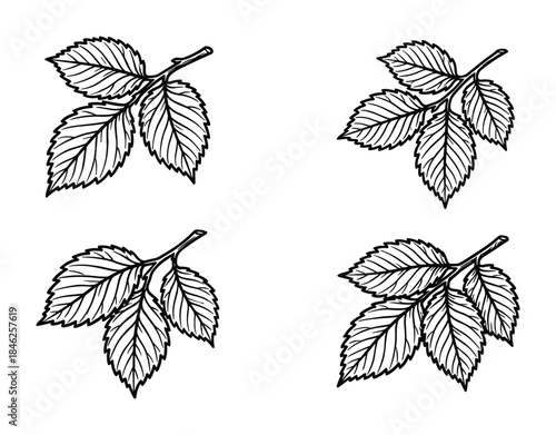 Four Hand-Drawn Leaf Branches with Detailed Veins Isolated on White Background