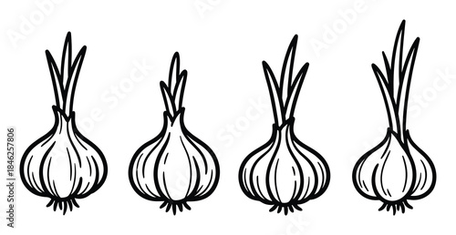 Four Line Art Onions with Green Shoots, Isolated on White Background