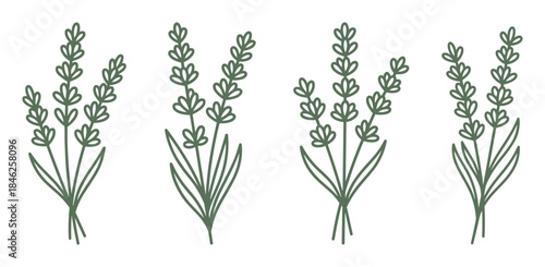 Four Simple Green Lavender Sprigs Line Art Illustration on White Background