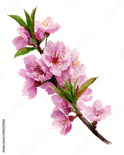 Watercolor pink cherry blossoms isolated on transparent background