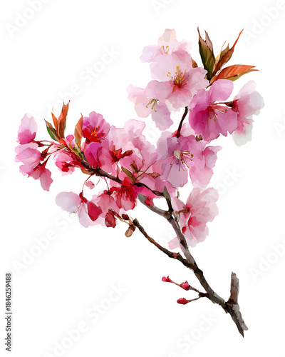 Watercolor cherry blossoms on branch isolated on transparent background