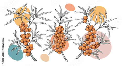 Set of three artistic illustrations of sea buckthorn branches with orange berries, accented by abstract pastel-colored shapes.