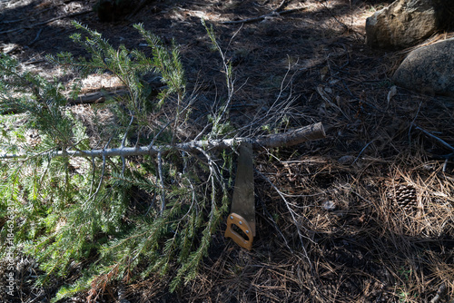 Fallen Young Pine as Potential Christmas Tree on Forest Floor with Saw