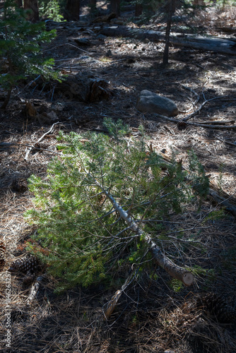 Small freshly cut white fir pine tree lies on the dry forest floor amid pine needles and twigs, ideal as a natural Christmas tree in a rustic woodland setting.