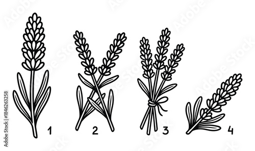 Lavender Flower Illustration Set with Stem and Leaves in Outline Style