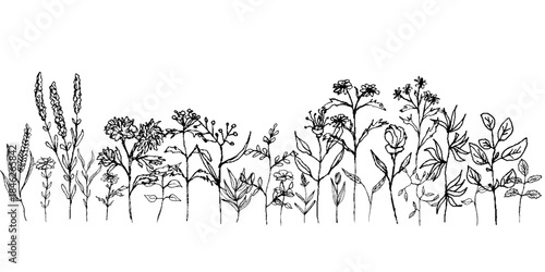 Seamless horizontal pattern of doodle plants. Black and white isolated hand-drawn vector doodle illustration. Decorative plants with leaves and flowers. Gardening floral frame.