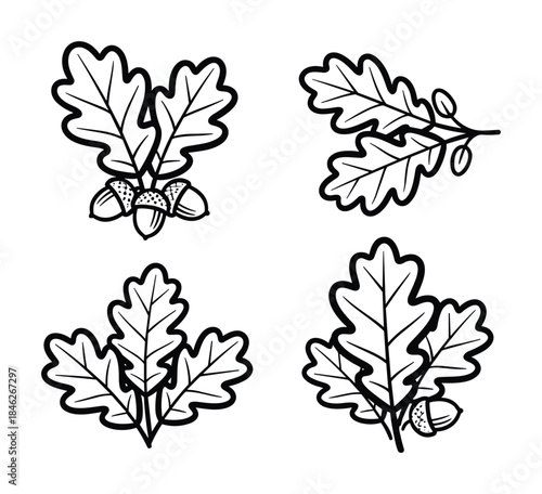 Oak Leaves and Acorns Outlines Botanical Illustration Set Isolated