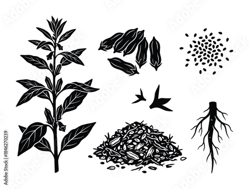 Sesame Plant Illustration: Black and White Vector Set with Seeds and Roots