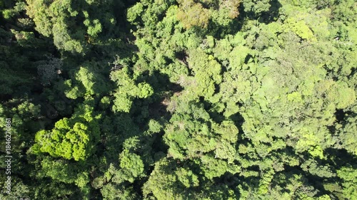 Beautiful Rio de Janeiro jungles Brazil