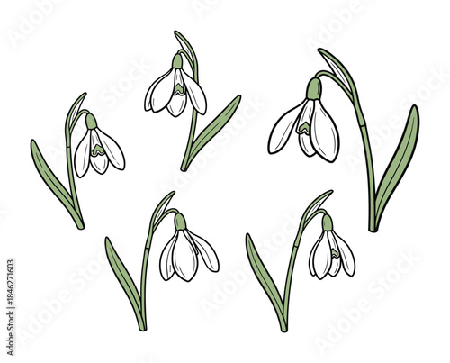 Snowdrop Flowers Illustration, Spring Flower Design, White Bell Shaped Blossoms with Green Stems and Leaves