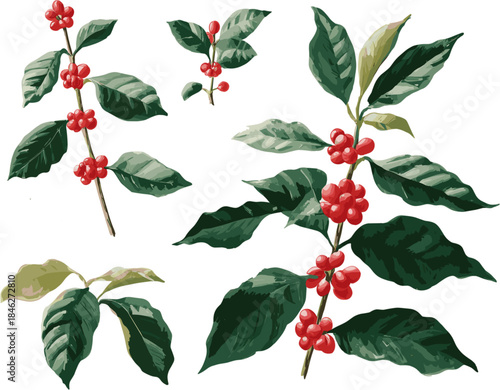 A set of vector illustrations of coffee plants with red berries and leaves isolated on a white background, in a flat design with simple shapes and a graphic style.