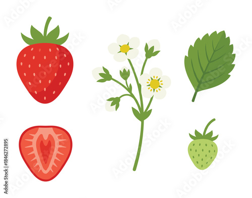 Strawberry Plant Parts Illustration Fruit Flower Leaf Green Red