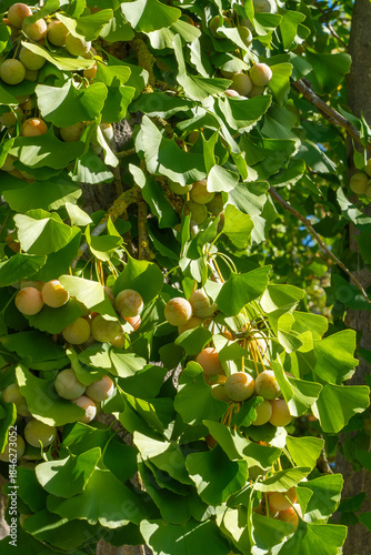 Ginkgo biloba Detail Frucht weiblicher Baum