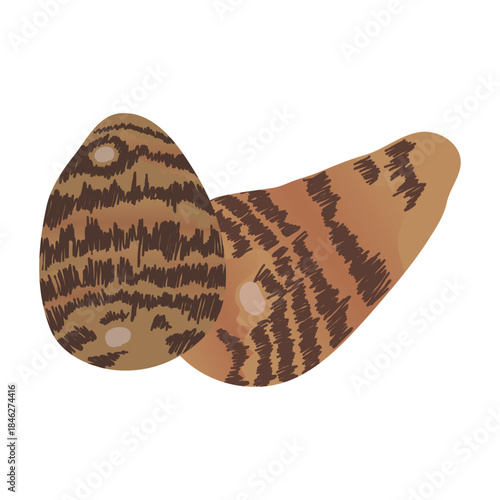 里芋のイラスト　炭水化物の多い野菜