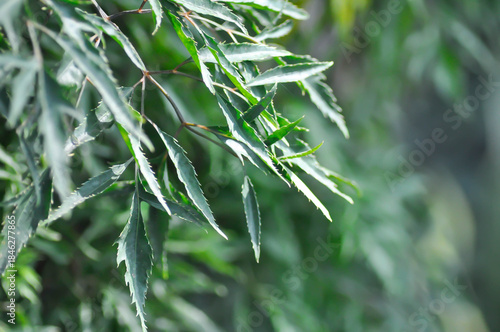 Ming Aralia,  Araliaceae or Parsley Panax or  Plerandra or Plerandra elegantissima or Polyscias fruticosa