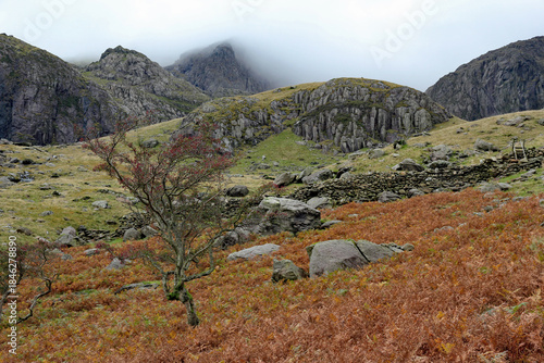 Lone tree in Snowdonia mountain range looking up from Ynys Ettws towards Clogwyn with Snowdon shrouded in cloud