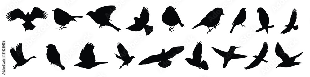 Fototapeta premium bird silhouette