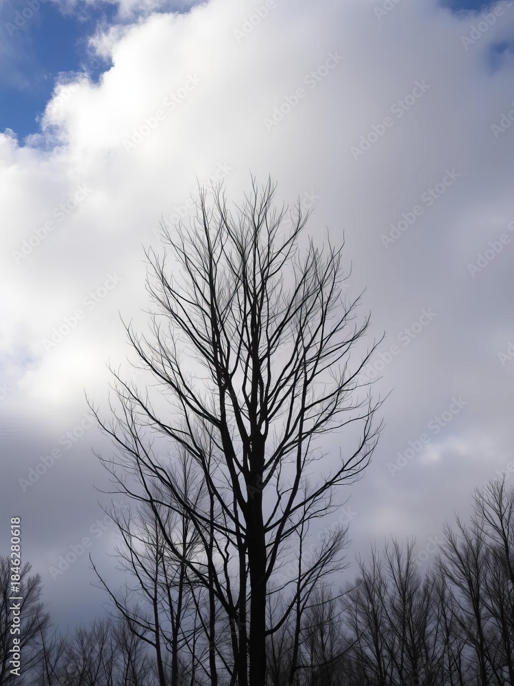 Obraz premium A stark silhouette of bare winter trees against a dramatic cloudy sky, conveying a sense of quiet dormancy, season, bare
