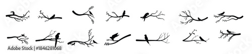 collection of vector illustrations of bird silhouettes