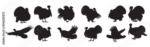 turkey silhouette white background 