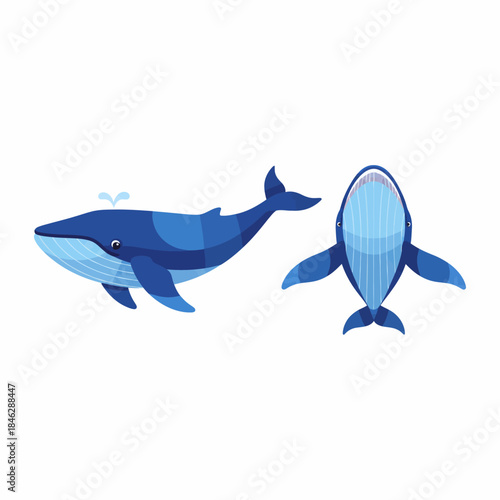 Majestic Blue Whale Swimming Gracefully in the Ocean