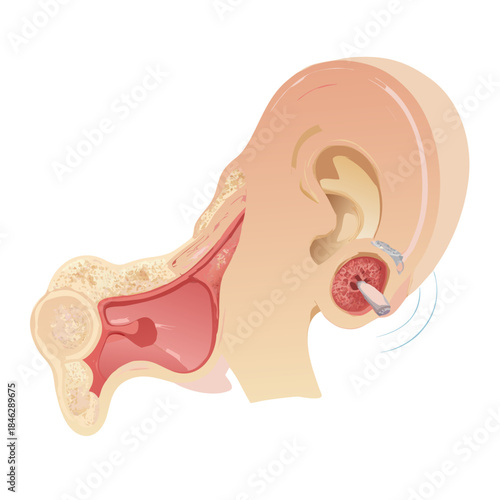 A vector illustration of the human heart anatomy