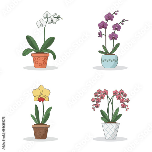 Beautiful Orchid Pot Plant Arrangements for Home Decor