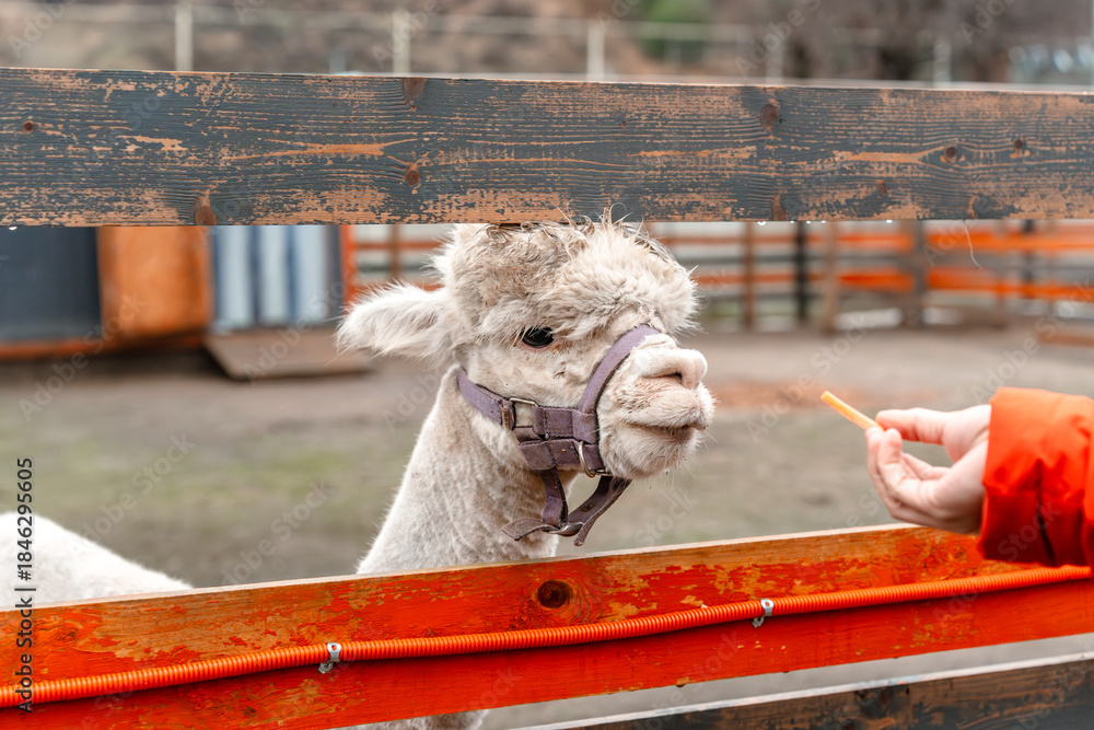 Obraz premium White alpaca on the farm