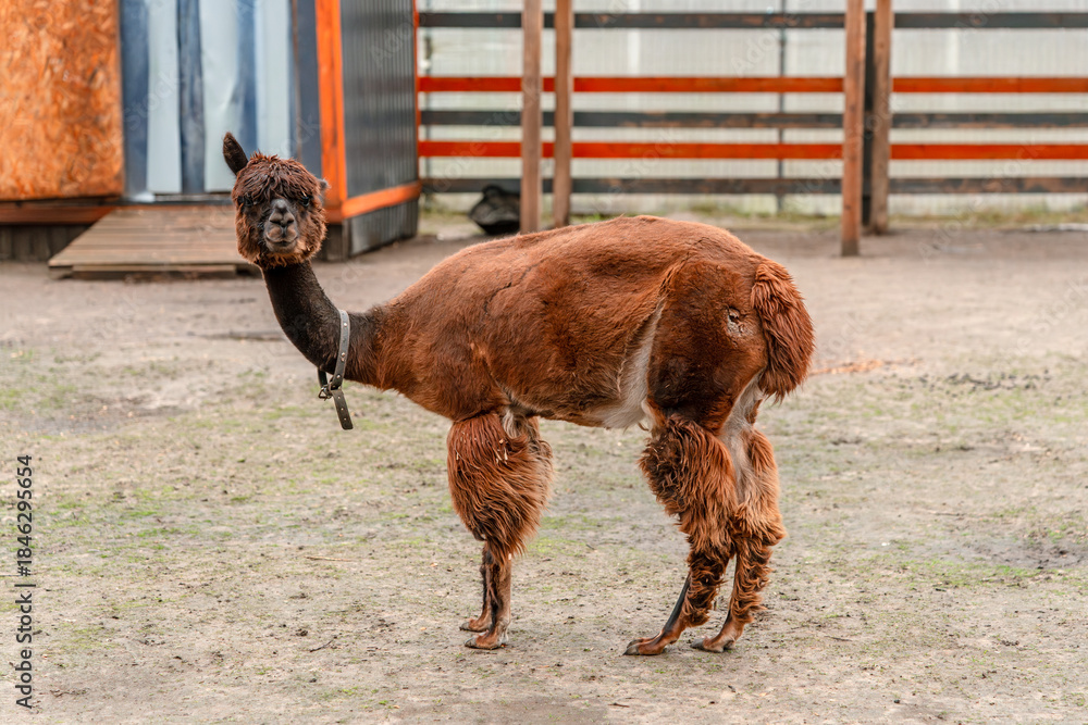 Obraz premium Brown alpaca on the farm
